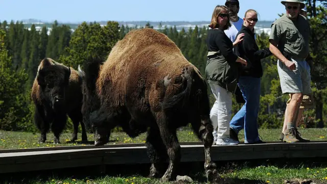 காலனித்துவம், முதலாளித்துவம், பூர்விக அமெரிக்கர்களின் வரலாறு, காட்டெருமைகளின் அழிப்பு 