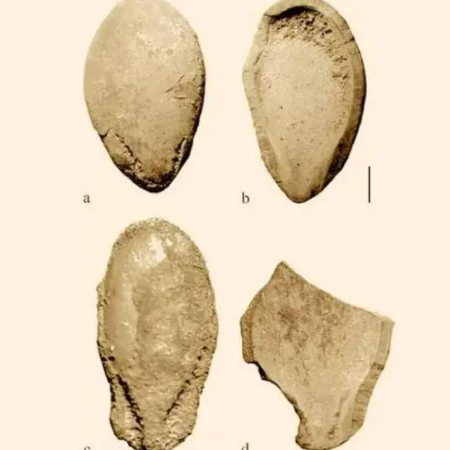 Biji-bijian yang ditemukan di Libya punya bekas gigitan manusia. Foto ini diabadikan melalui teknik yang disebut CT microscanning.