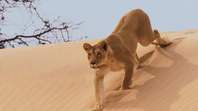 Planet Earth II