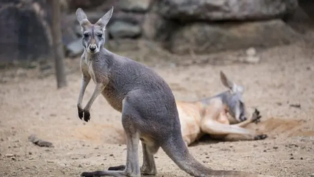 கேரட்டிற்கு அடிமையாகும் கங்காருகள்