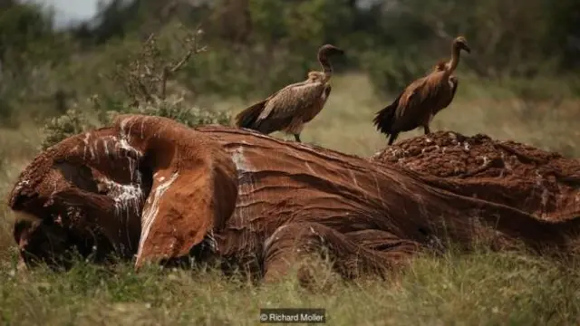 Bangkai Satao, salah satu gajah dengan gading terbesar di Kenya, yang dibunuh oleh pemburu dengan panah beracun pada 2014.