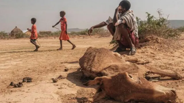 Hongeen waggoota 40 keessa hamaadha jedhame biyyoota Gaanfa Afrikaa hubeera