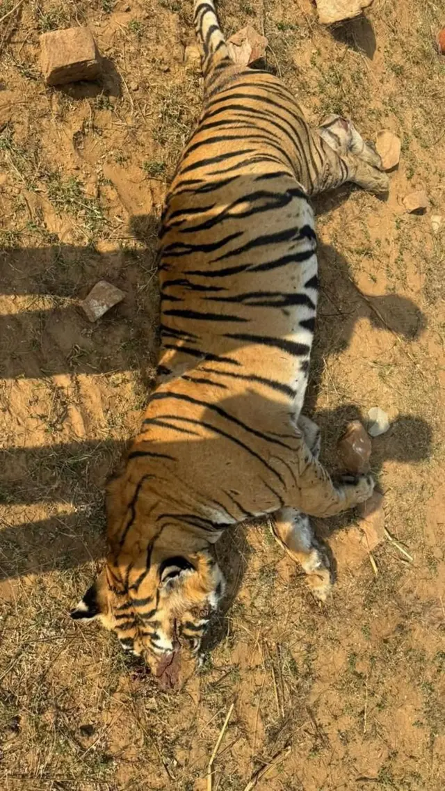 રાજસ્થાન, રણથંભોર ટાઇગર રિઝર્વ, વાઘ ગુમ, પ્રાણીઓ, બીબીસી ગુજરાતી
