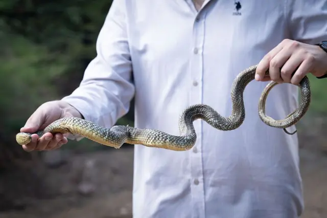 બીબીસી ગુજરાતી, ગુજરાતી, બીબીસી, અમદાવાદ, સાપ, ઝેર, 