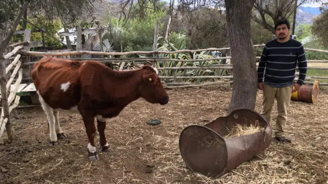 Agricultor Aldo Norman posa para foto ao ladogrupo do telegram de apostasumagrupo do telegram de apostassuas vacas, emagrecida por causa da seca