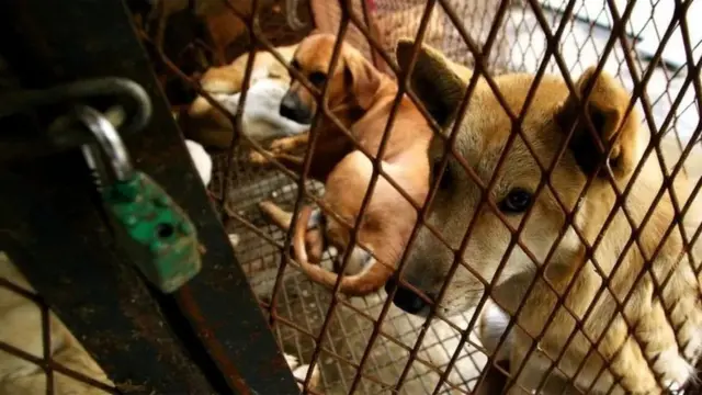 Anjing, Korea Selatan