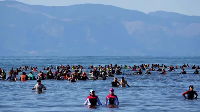 Волонтери утворили живий ланцюг, аби перешкодити врятованим китам пливти назад у бік берега