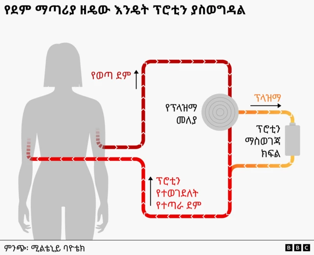 የደም ማጣሪያው እንዴት እንደሚሠራ የሚያሳይ ምሥል