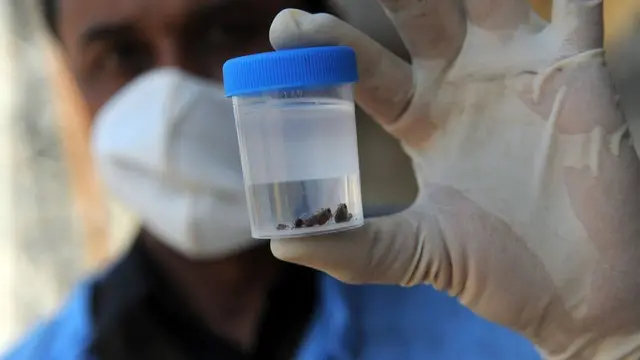 કૉંગો ફીવર