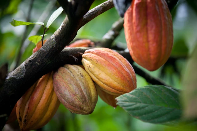 Du cacao prêt pour la cueillette