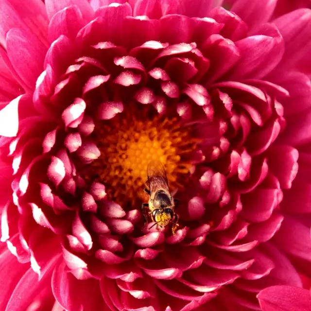 Abeja en una flor