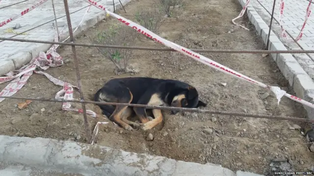 ਬਰਨਾਲਾ, ਆਦਮਖੋਰ ਕੁੱਤਿਆਂ ਤੋਂ ਡਰਦੇ ਲੋਕ