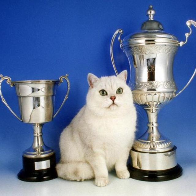 1999年英国一个宠物猫大赛的冠军