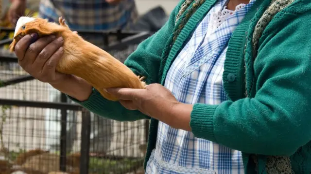 Mulher segurando porquinho-da-índia