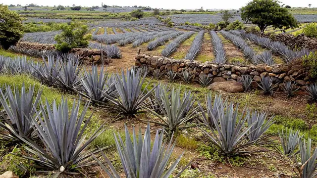 Cultivo de agave
