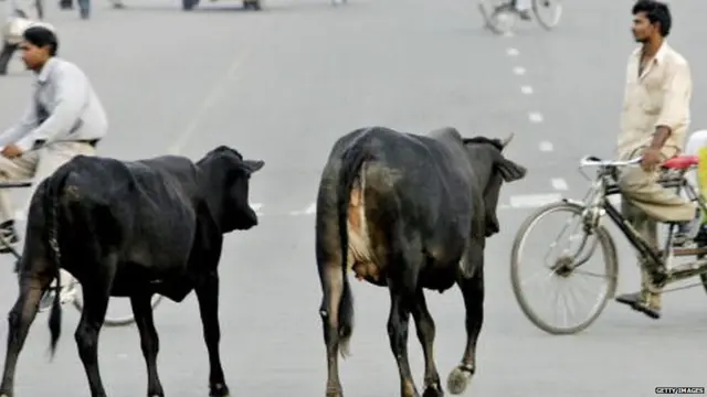 ਸੜਕਾਂ 'ਤੇ ਗਊਆਂ