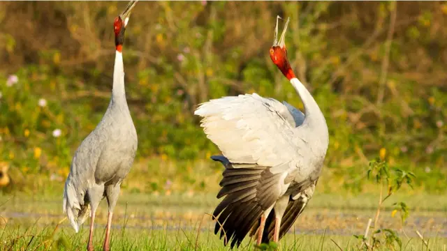 सारस पक्षी नेहमी जोडीने राहातात.