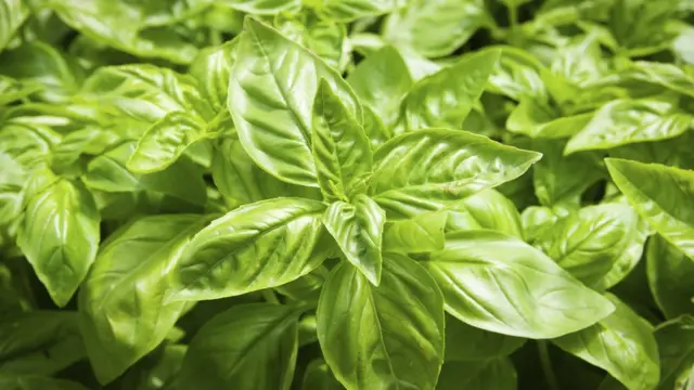 Fresh basil