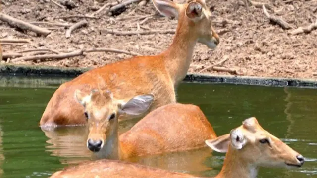 விலங்குகள் கொரோனா