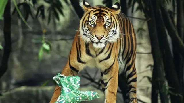 காண்டாமிருகம், புலிகளின் உறுப்புகள் விற்பனை தடையை தளர்த்துவதை ஒத்திவைத்தது சீனா