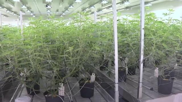 Plantaçãomelhor site de casino onlinemaconha