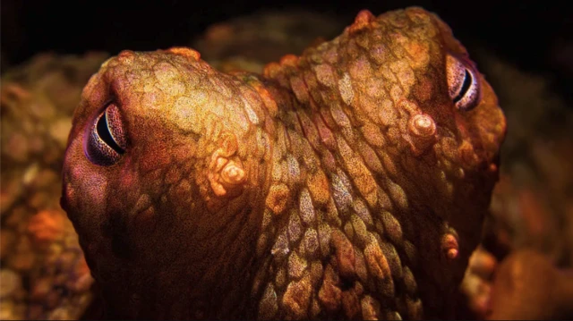 วิทยาศาสตร์ชี้ชัดแล้วว่า ปลาหมึกยักษ์เจ็บปวดเป็น