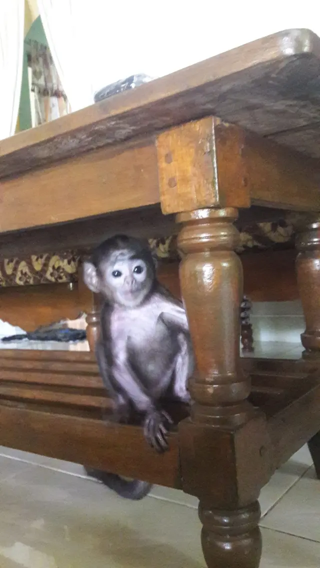 Chanaka's monkey