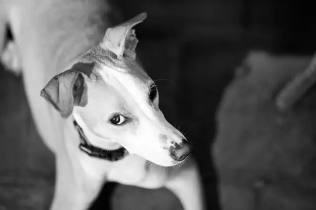 இந்தியாவில் 2021 கணக்கெடுப்பின்படி, 2.7 கோடி வீட்டு வளர்ப்பு நாய்கள் இருப்பதாக ஒரு கணக்கெடுப்பு கூறுகிறது.