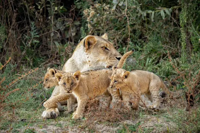 Una leona y sus tres cachorros se acurrucan en el pasto junto a arbustos y árboles. La madre acicala a uno de los cachorros.