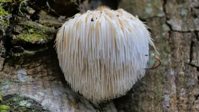 On dit que le champignon crinière de lion (Hericium erinaceus) « protège contre la démence, réduit l’anxiété et la dépression et aide à réparer les lésions nerveuses ».