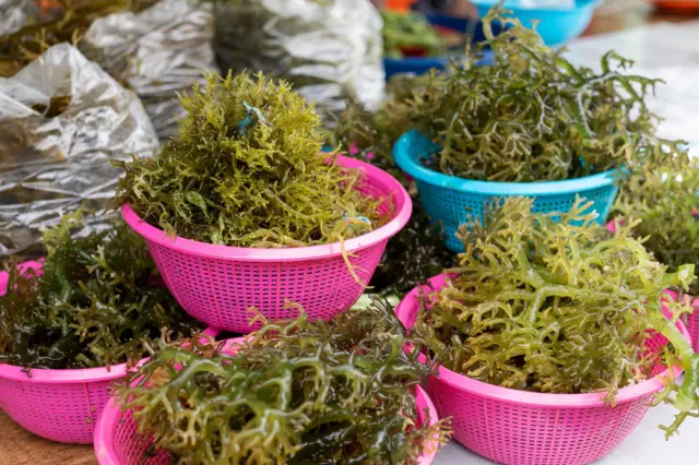 ગુસો યુકેમા - એક પ્રકારની શેવાળ