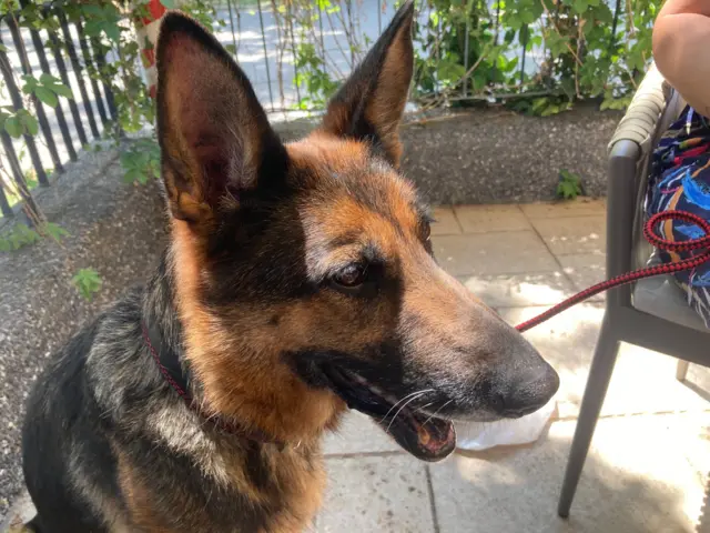 Irna je bila službeni vojni pas