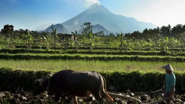 योग्याकार्ता में एक किसान