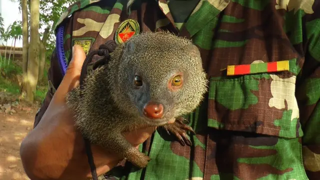 இலங்கை இராணுவத்தில் சேர்க்கப்பட்ட கீரிப்பிள்ளை