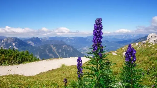 Уу коргошун - Кыргызстандан сырткары Кашмирде, Кытайда, Казакстанда 2500-3000 метр бийикте өсөт