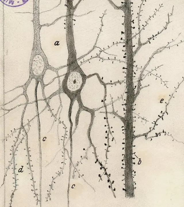 Dendritas de neuronas piramidales de la corteza cerebral de conejo. (Del libro "The Beautiful Brain", editorial Abrams. Imagen cortesía del Instituto Cajal del Consejo Superior de Investigaciones Científicas, Madrid © 2017)