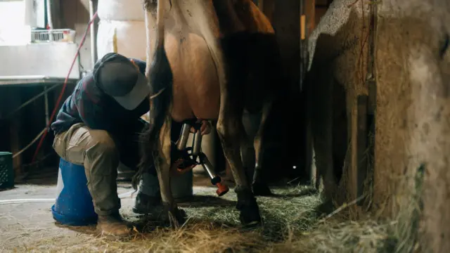 अमेरिकेत डेअरी फार्ममध्ये गायीचं दूध काढणारा कर्मचारी