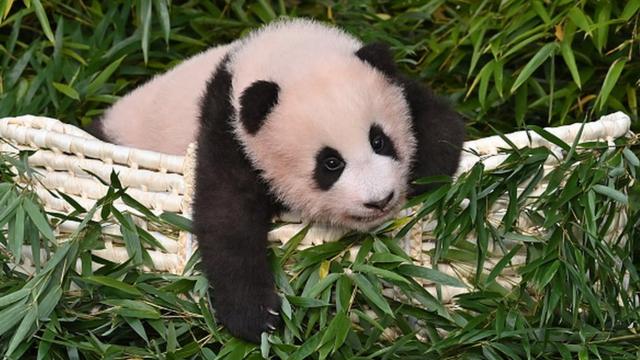 Panda cub Fu Bao, who was born in South Korea