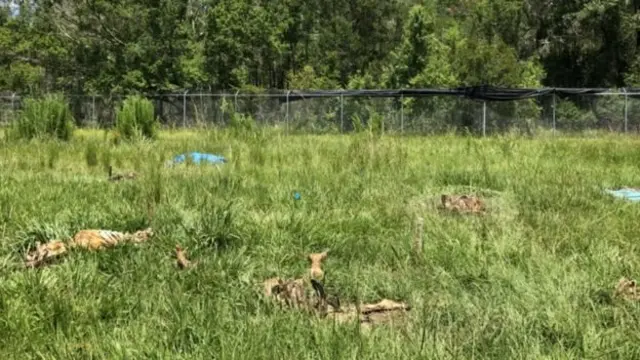 மனித உடல் மரணத்தபின் சிதைவுறுவது எப்படி?