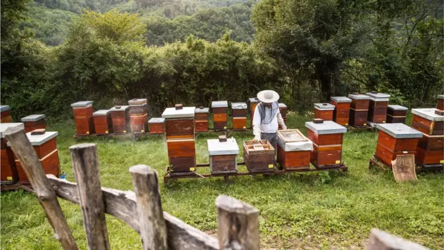 Apicultor en medio del campo