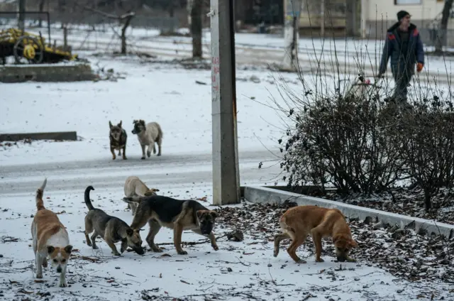 Жолбун иттер кооптуу