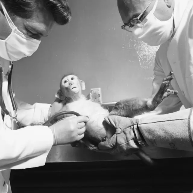 Tras las pruebas con monos, decidieron pasar a los humanos.