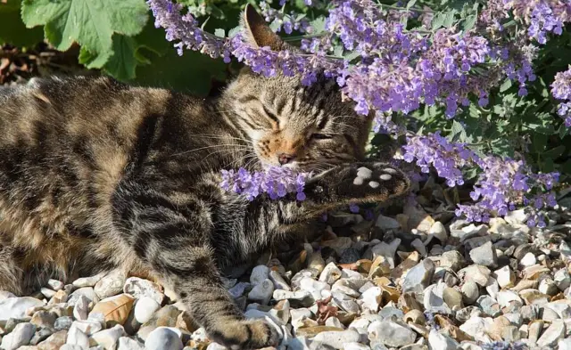 Gato frotándose con una planta de hierba gatera