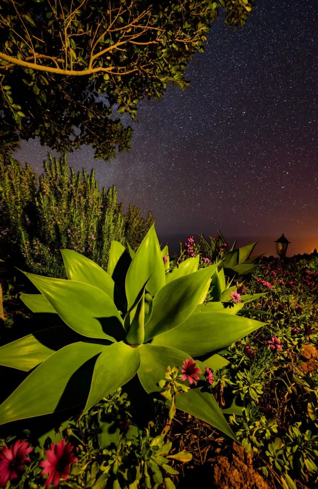 Trees, ferns and succulents are lit by a starry night