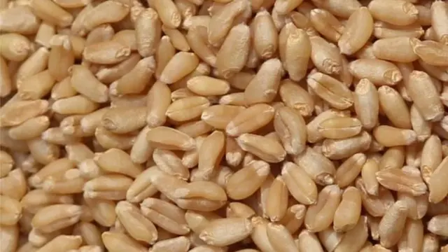 અમરેલીમાં ઘઉંના પાકમાં પડી ઇયળ