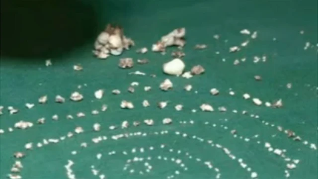 Vipande vya meno 526