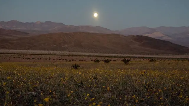Nad rozległym pasmem górskim unosi się jasny Księżyc. Na pierwszym planie widać żółte kwiaty.