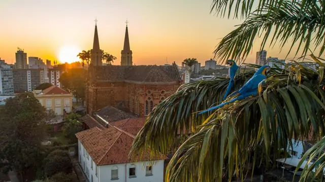 يمكن العثور على أكثر من 10000 حفرية و38 هكتارًا من الغابات المحفوظة في حديقة أوبيرابا الجيولوجية المنشأة حديثًا