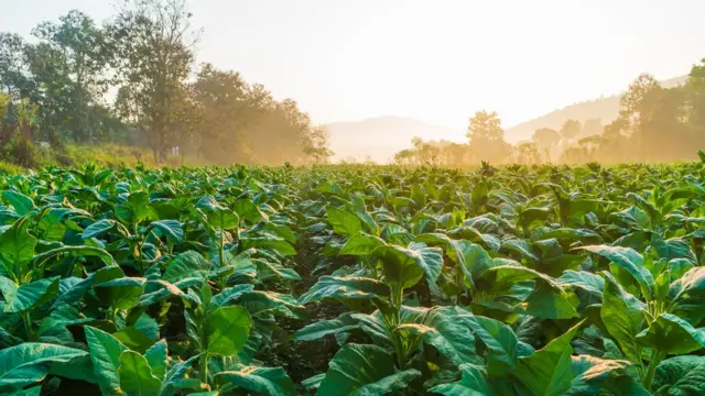 Plantaçãojogos aposta onlinetabaco