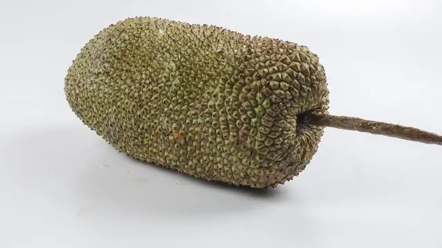 பலாப்பழம்